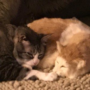 Meet your Posher, Beedee